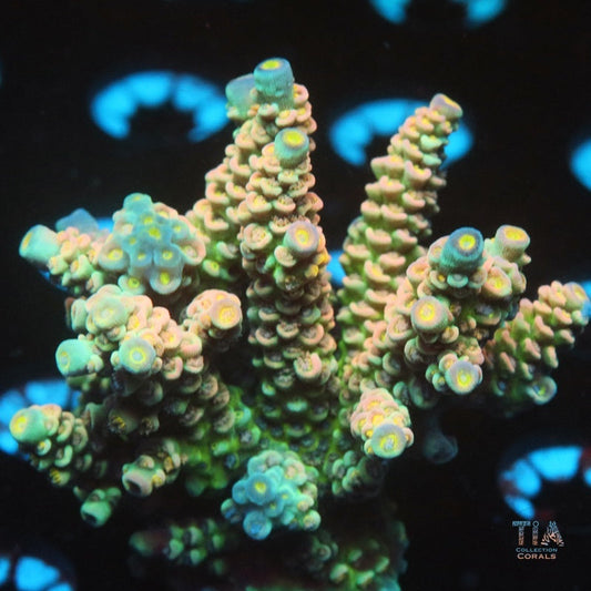 Sunny Popcorn (cut to order )