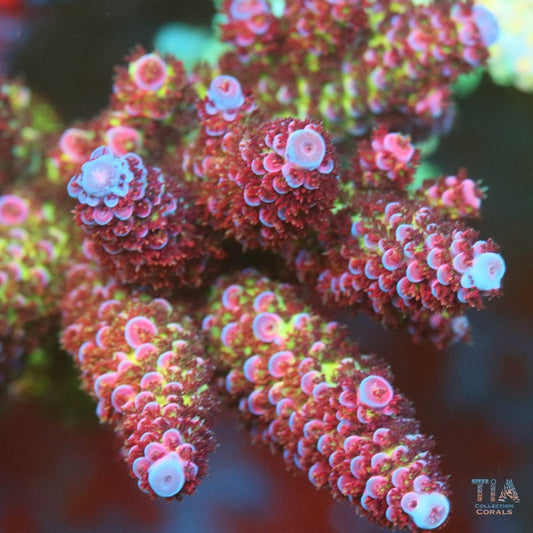 浆果冰鹿角珊瑚群落(按订单切割)