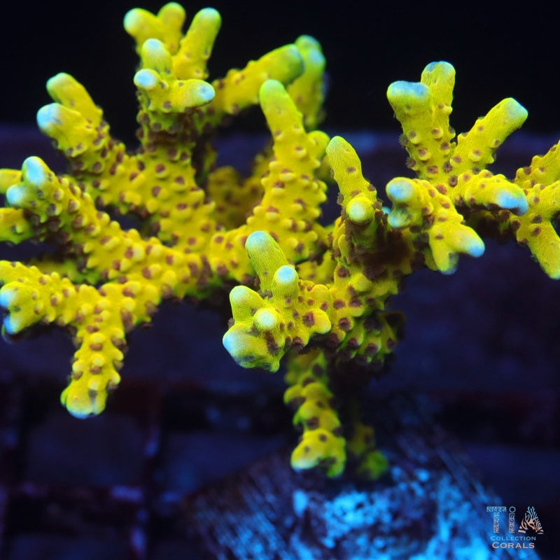 RRC Golden Rod Anacropora Colony (cut to order), SPS coral