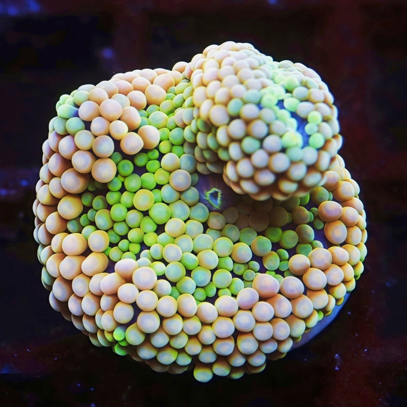 Mixed Color Florida Ricordea