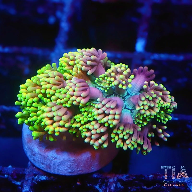 Mastergrade Rainbow Goniopora