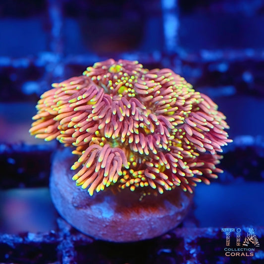 UC Pixy Stix Goniopora