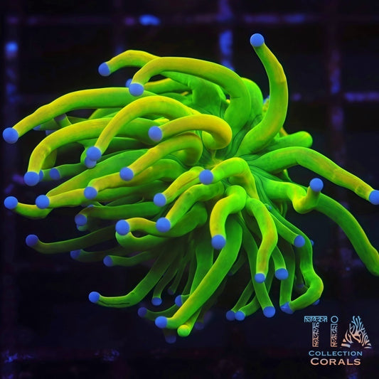 Malaysian Blue Tip Holy Grail Torch (Rare) - Live LPS Coral for Sale | TIA Coral