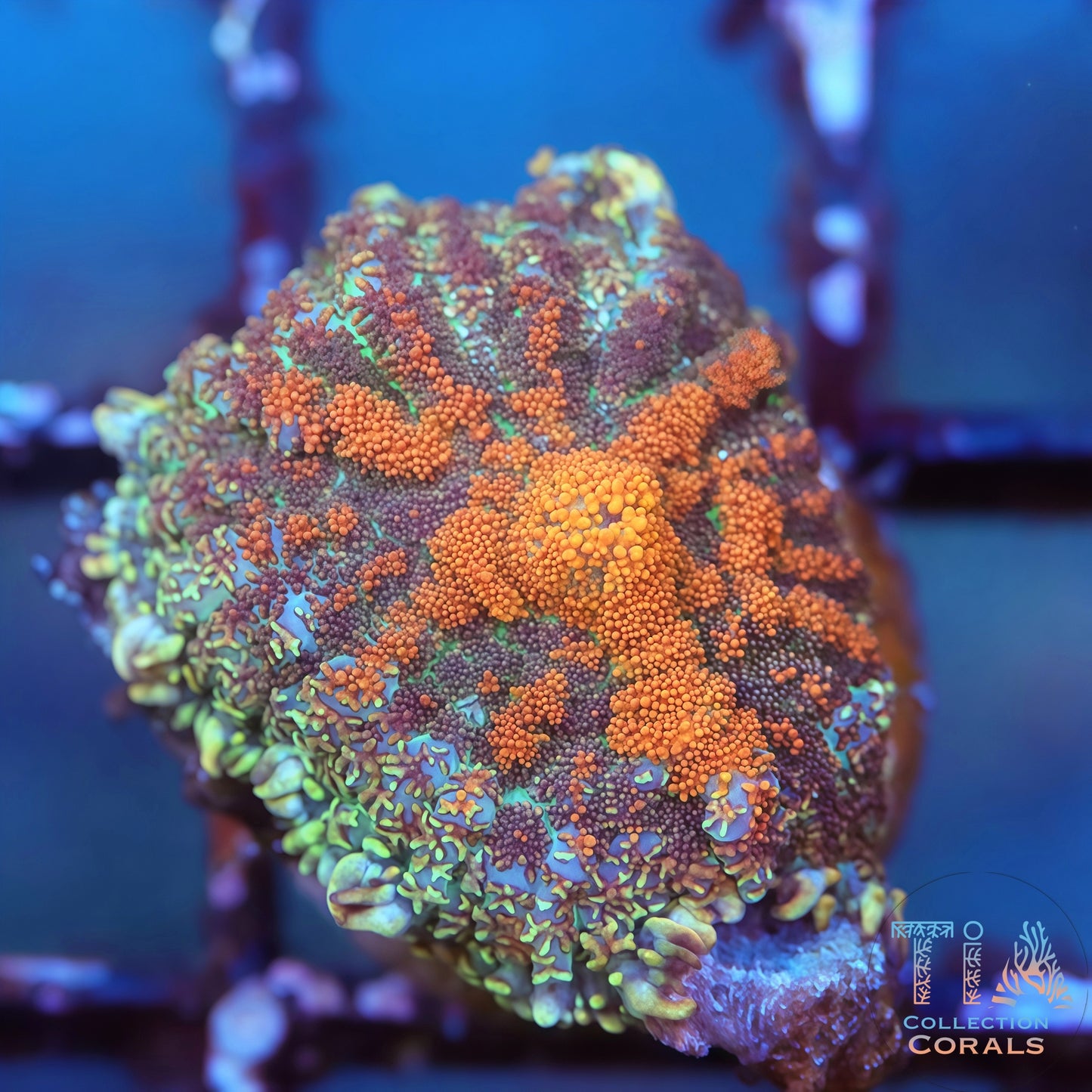 Mega Gold Rhodactis Mushroom