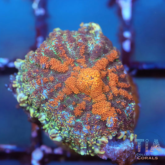 Mega Gold Rhodactis Mushroom