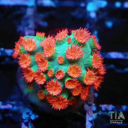 Meteor Shower Cyphastrea - Live LPS Coral for Sale | TIA Coral