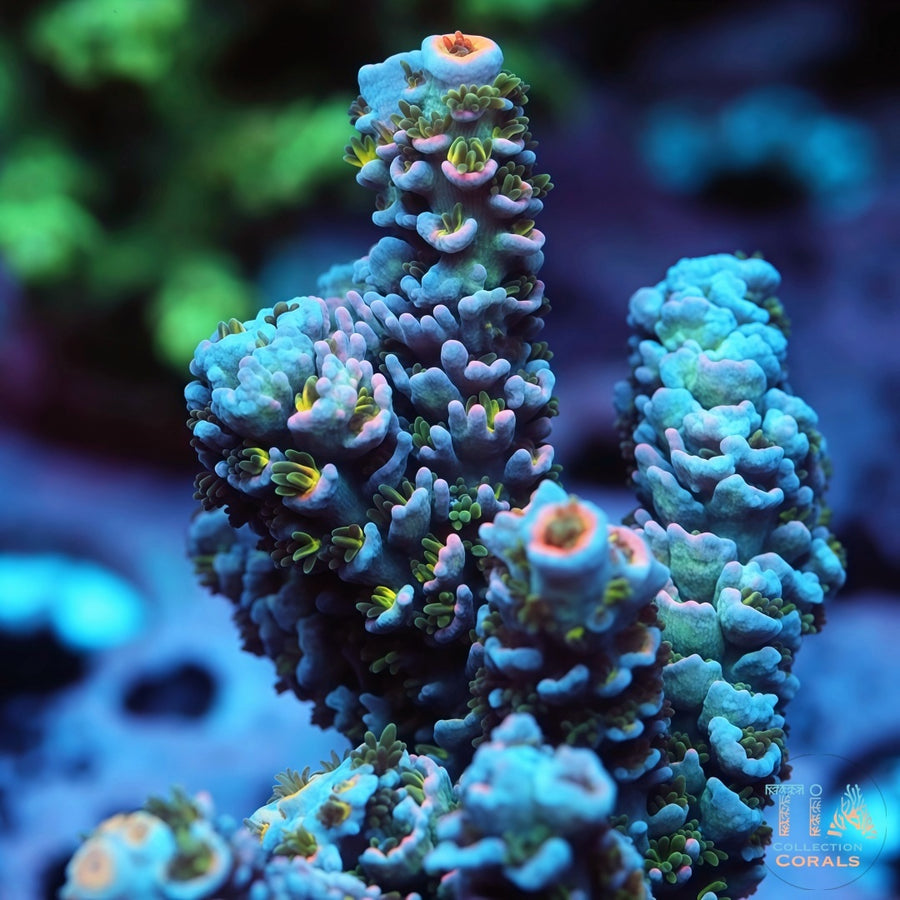 TIA Signature Blue Carnival Acropora Colony (cut to order), SPS coral