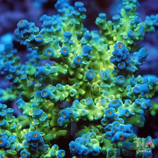 TIA Glacier Veil Spciosa Acropora Colony (cut to order)