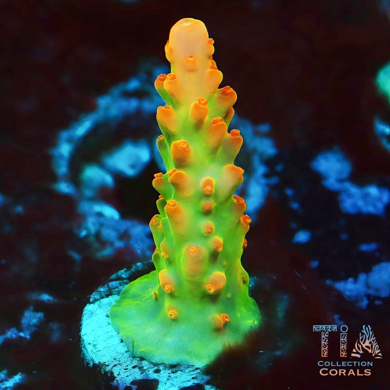 Mother Attached TIA Golden Knight Acropora, SPS coral