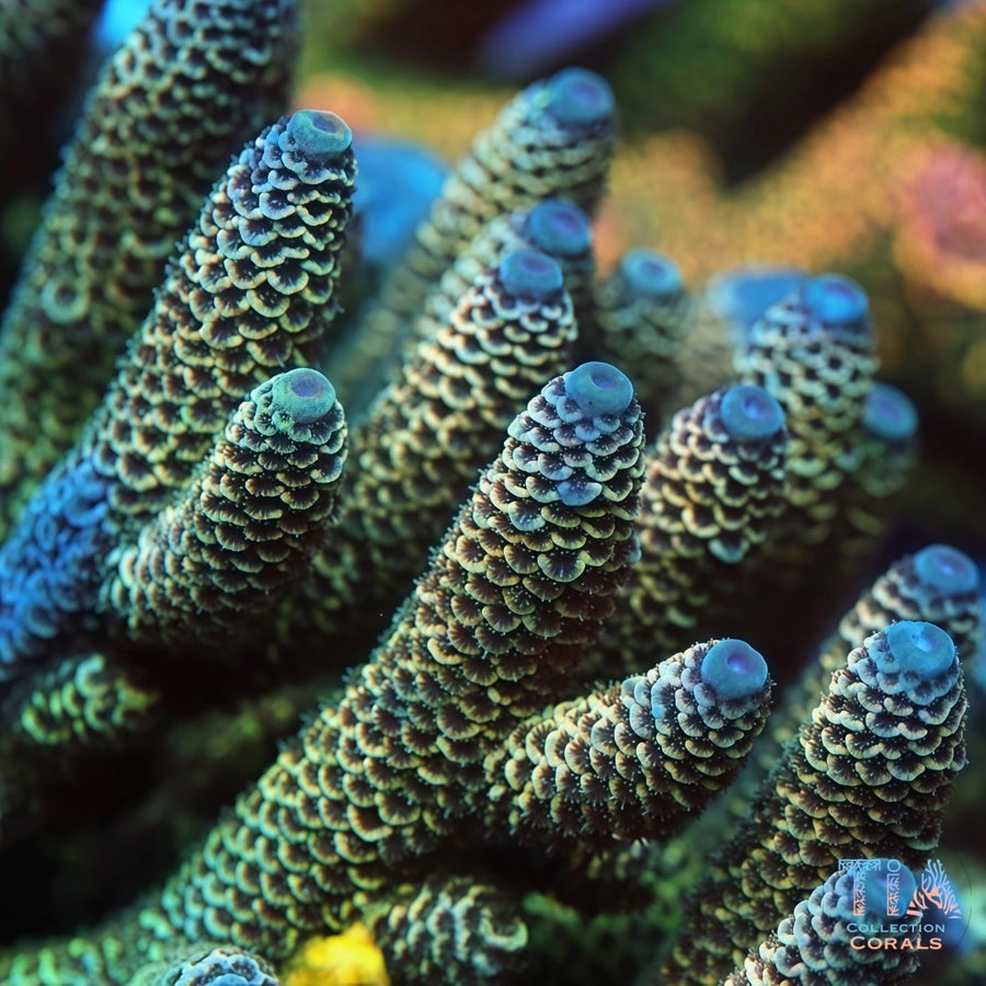 TIA Signature Blue Whale Spath Acropora Colony (cut to order), SPS coral
