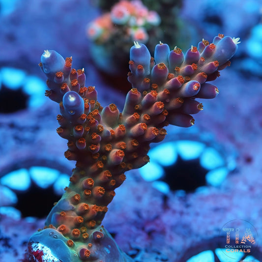 TIA Signature Moonfire Acropora Colony(cut to order)
