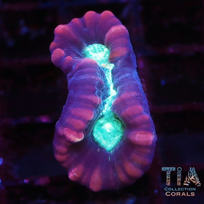 Multicolor Candy Cane, LPS coral