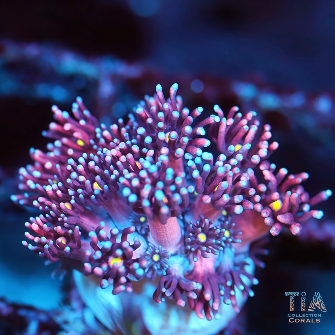 TIA Pink Luminous Goniopora