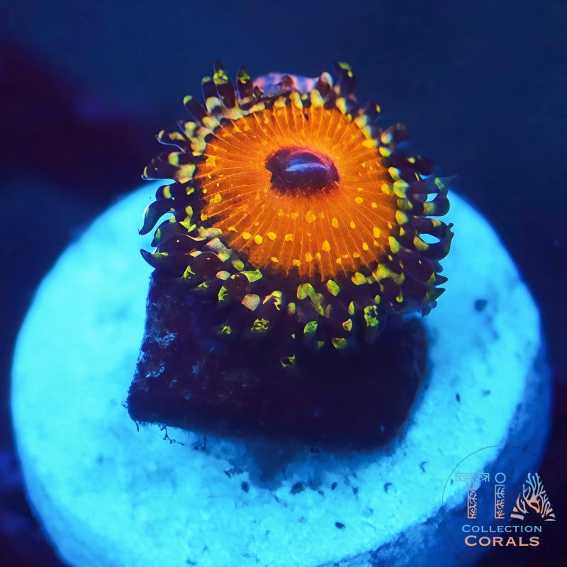 NYRA GodBeast Zoanthids