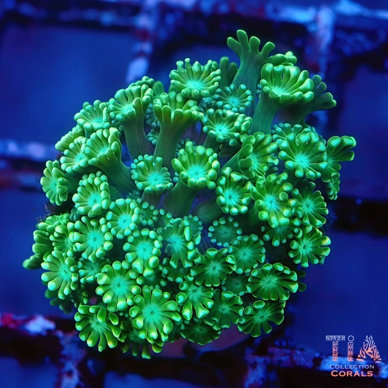 Neon Green Alveopora