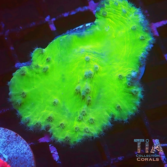 Neon Green Cabbage Leather - Live Softies Coral for Sale | TIA Coral
