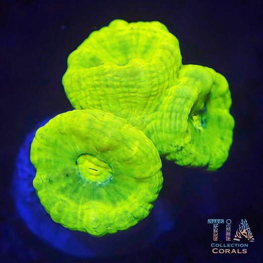 Neon Green Candy Cane