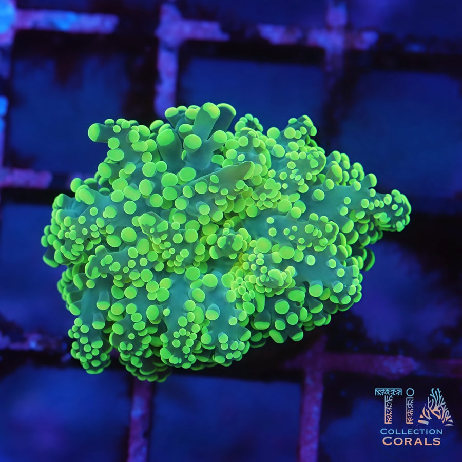 Neon Green Octospawn, LPS coral