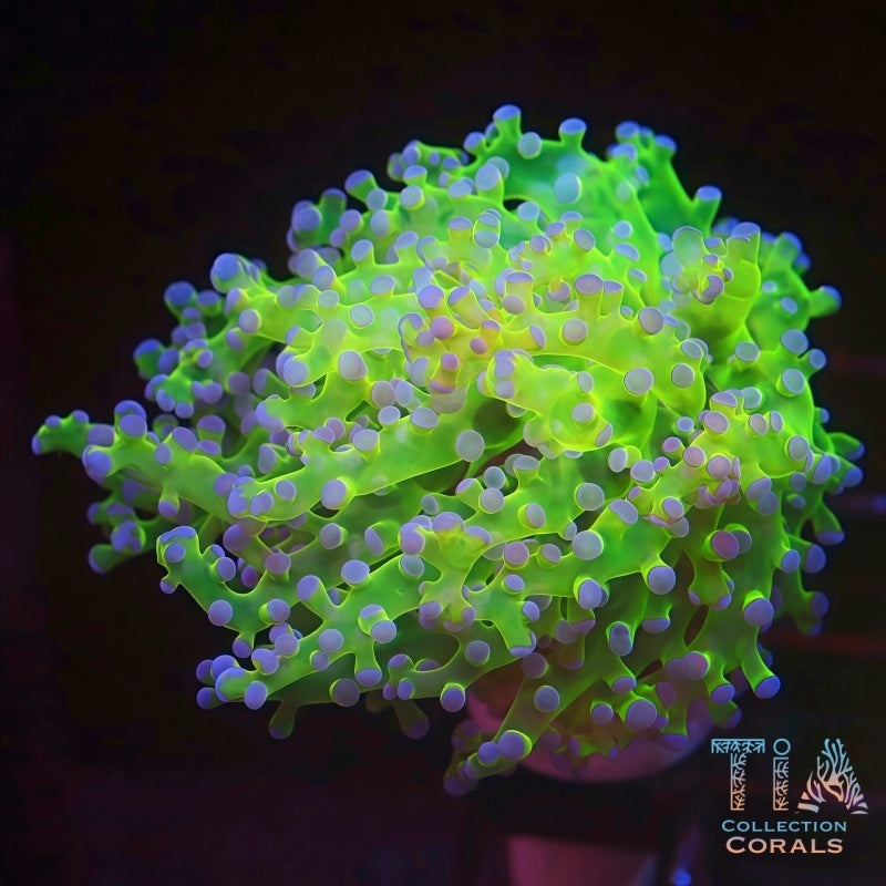 Malaysian Neon Frogspawn Frag RARE, LPS coral