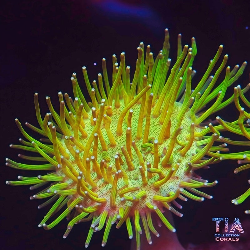 Neon Green Willipingwidow Toadstool