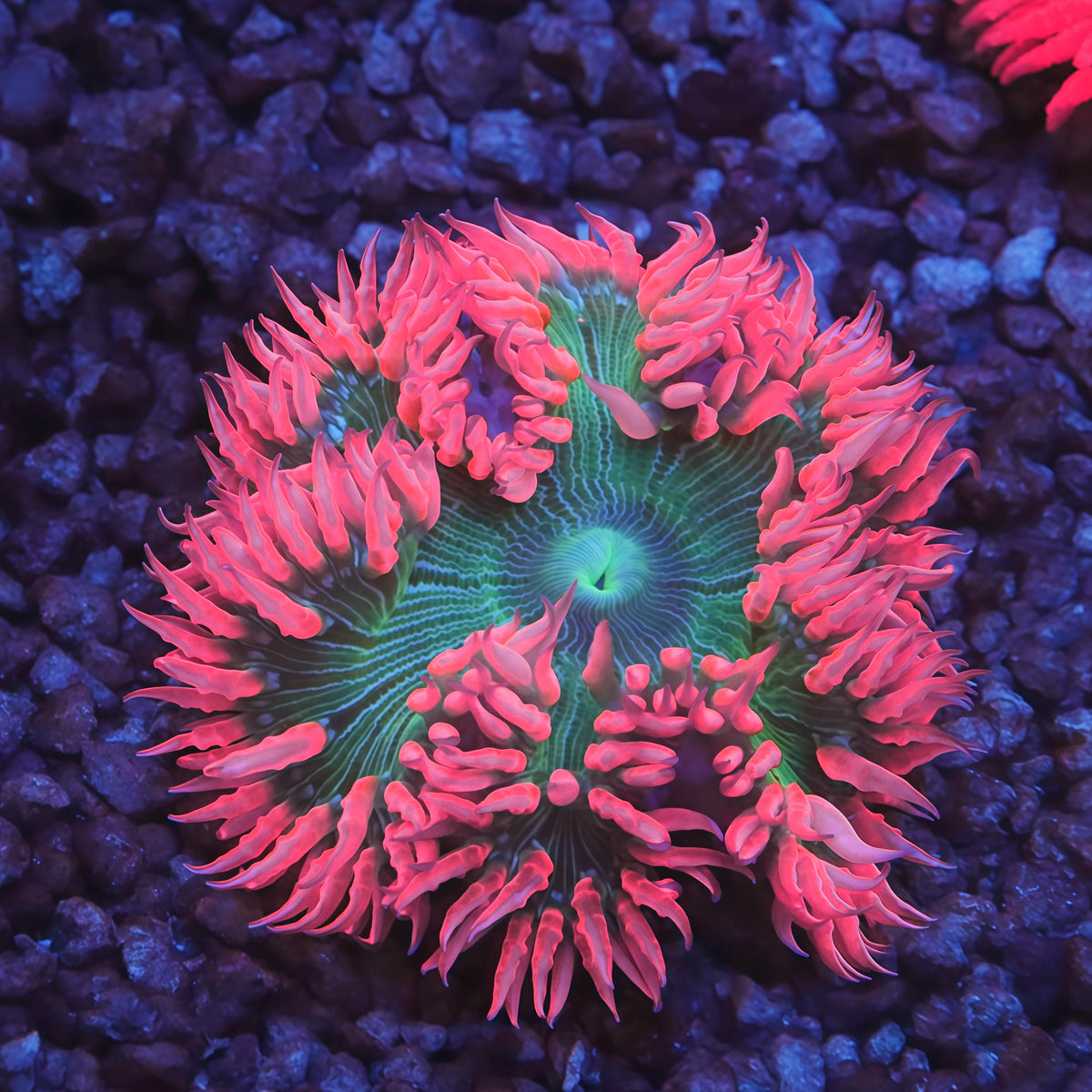 Ultra Rock Flower Anemones