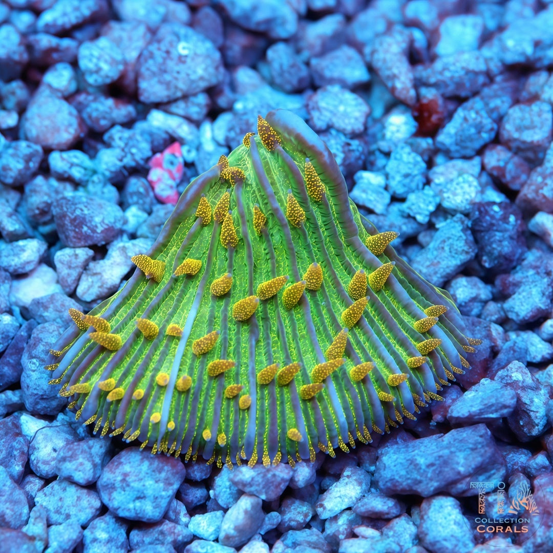 Placa de la diáseris del infierno