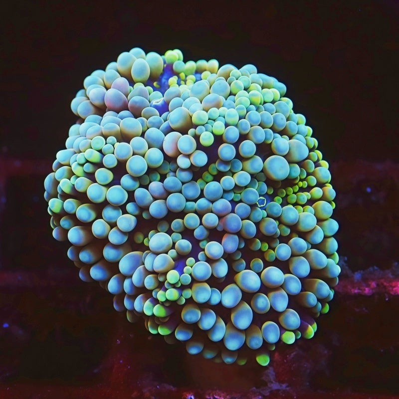 Blue Rainbow Florida Ricordea Frag, soft coral