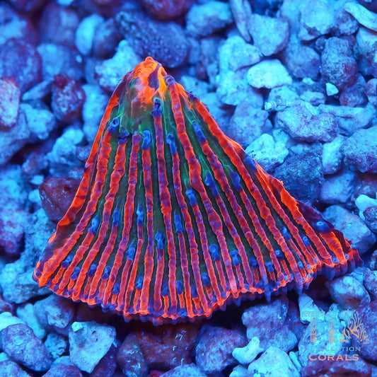 TIA Blue-Tip Inferno Plate