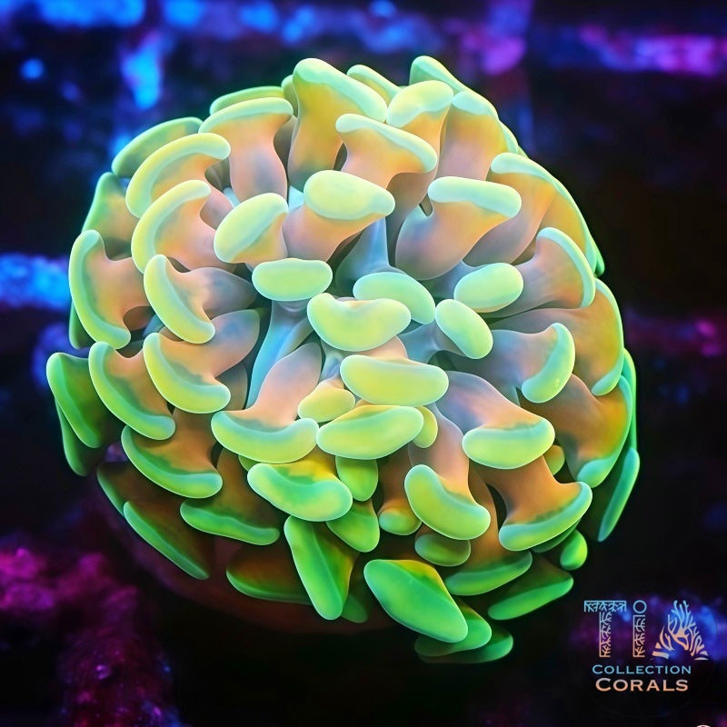 Orange Multicolor Hammer Frag, LPS coral