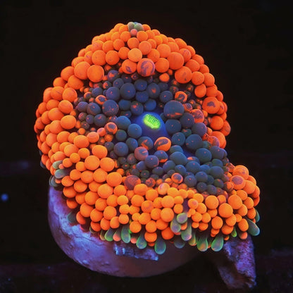 Mixed Color Florida Ricordea