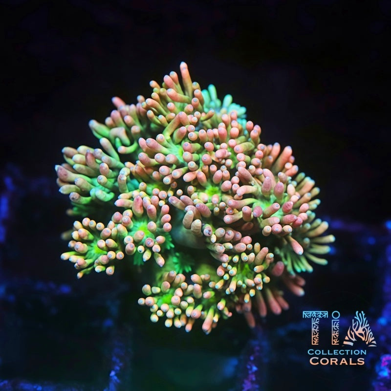 TIA Bubblegum Fusion Goniopora
