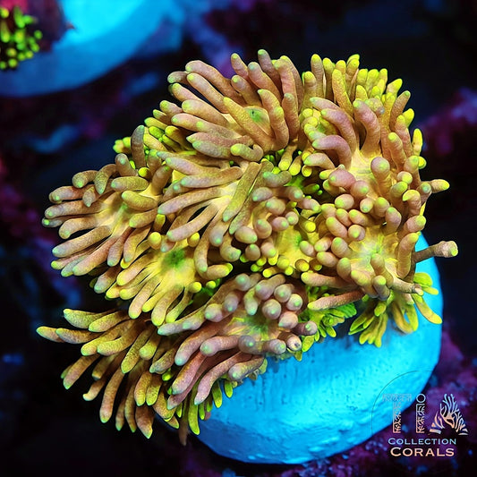 TIA Honeyglow Goniopora