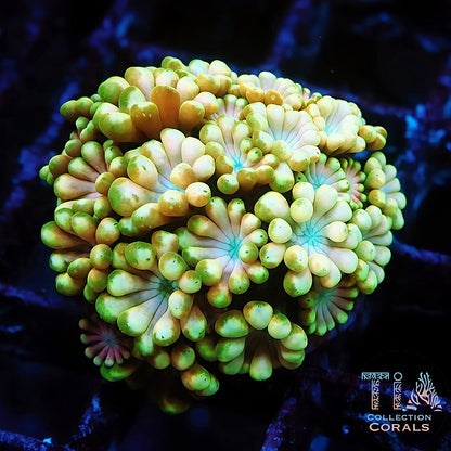 Bastón de caramelo verde neón