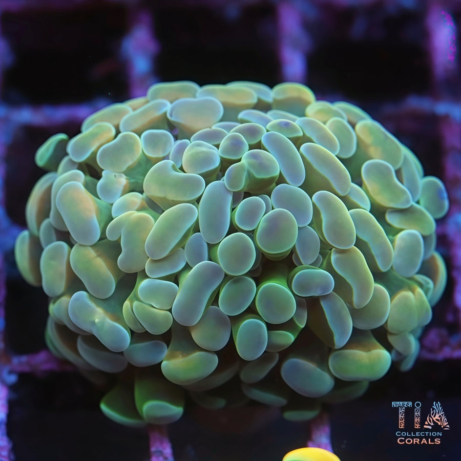 New TIA Sky Mist Hammer, LPS coral