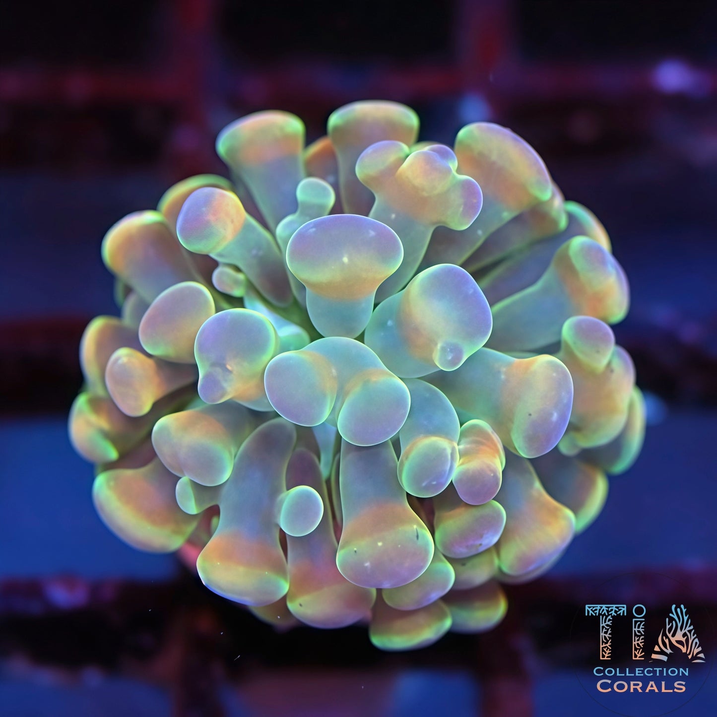 Muticolor Hammer (New Release)