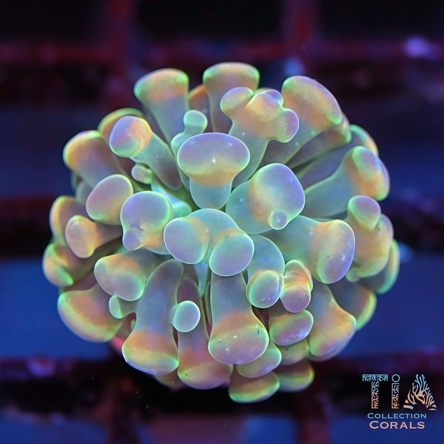 Multicolor Hammer Frag, LPS coral