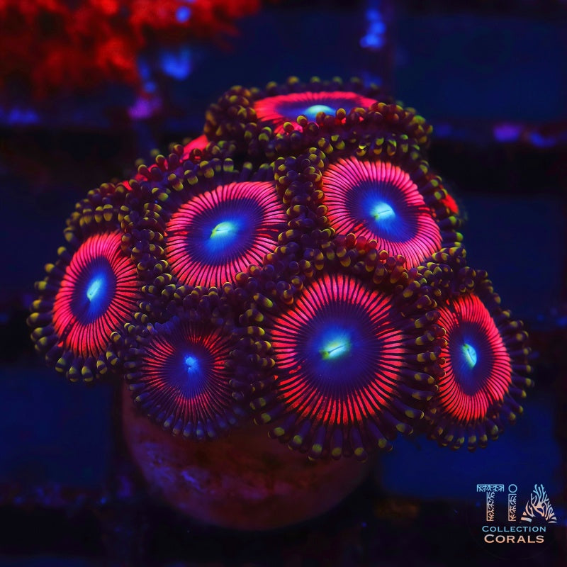Pluffy Candycane Zoanthids Frag, soft coral