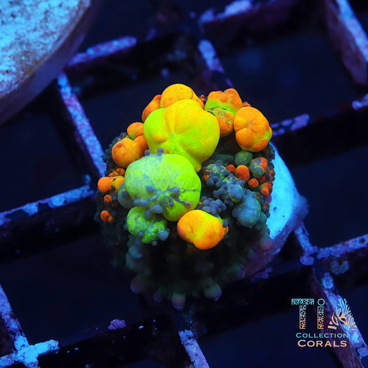 OG Bounce Mushroom (Rainbow bubbles Lineage)