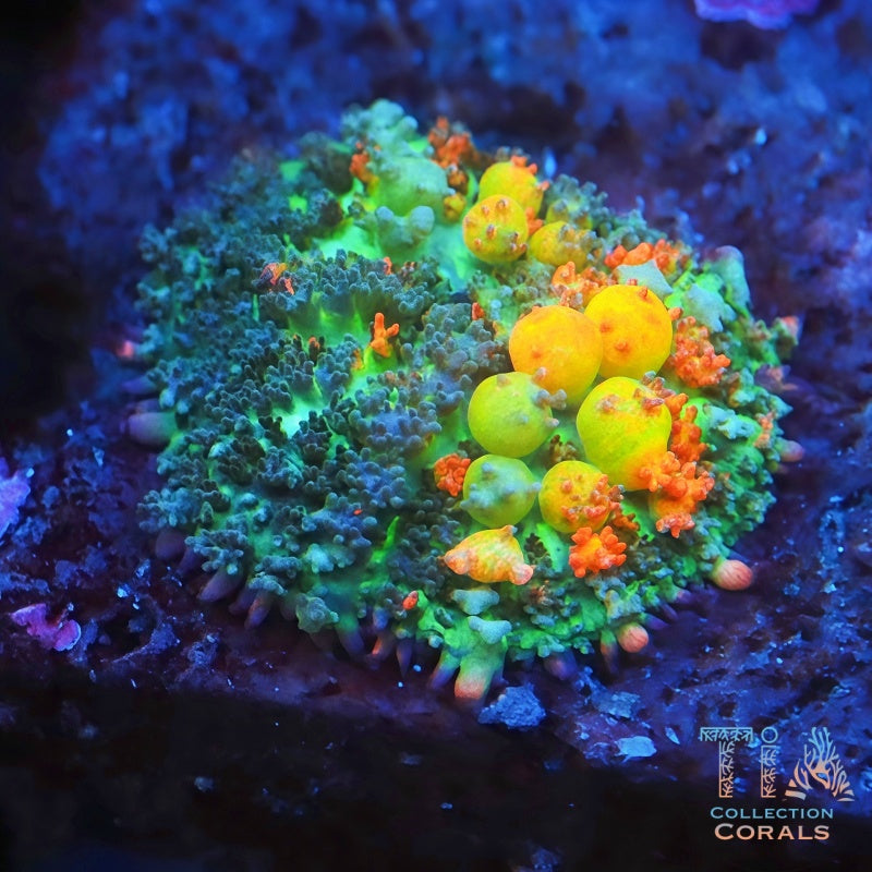 OG Bounce Mushroom - Live Softies Coral for Sale | TIA Coral