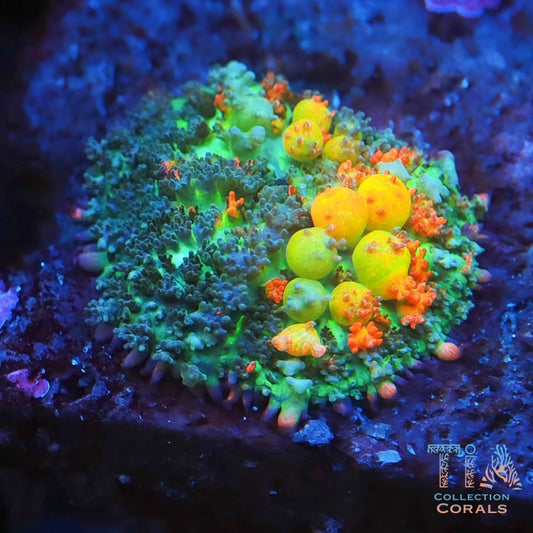 OG Bounce Mushroom - Live Softies Coral for Sale | TIA Coral