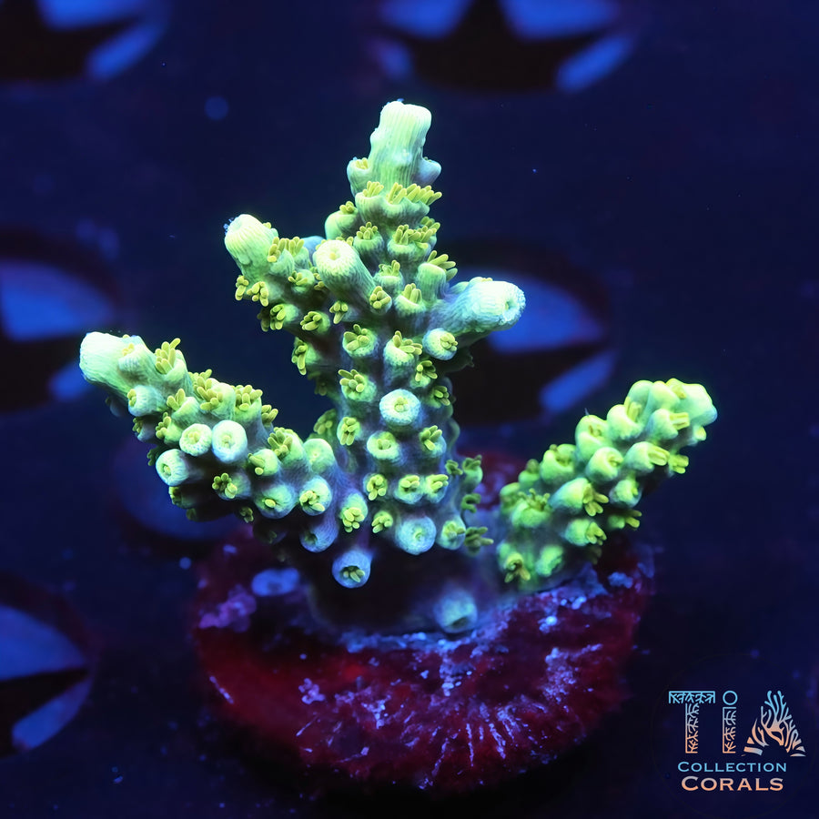 ORA Purple Plasma Acropora Frag, SPS coral