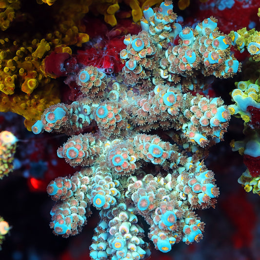 Ocean Pulse (cut to order)