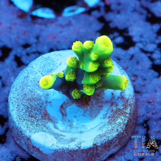 UW Oompa Loompa Splice Acropora