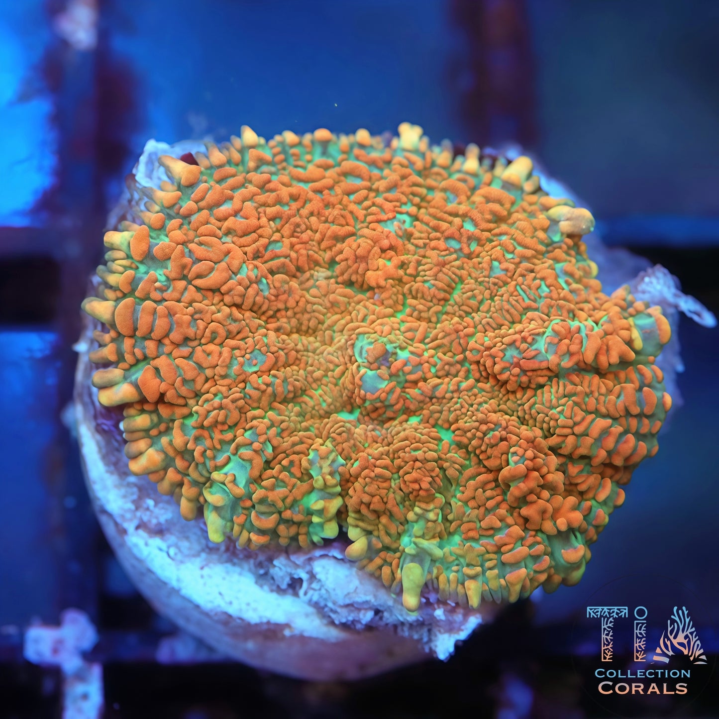 Orange Aquadream Rhodactis Mushroom