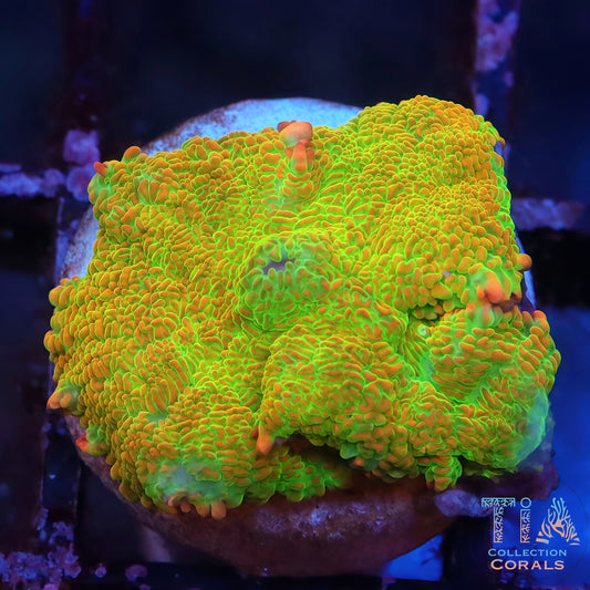 Jumanji Rhodactis Mushroom