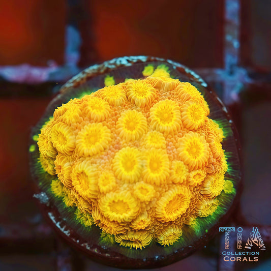 Orange Crush Cyphastrea