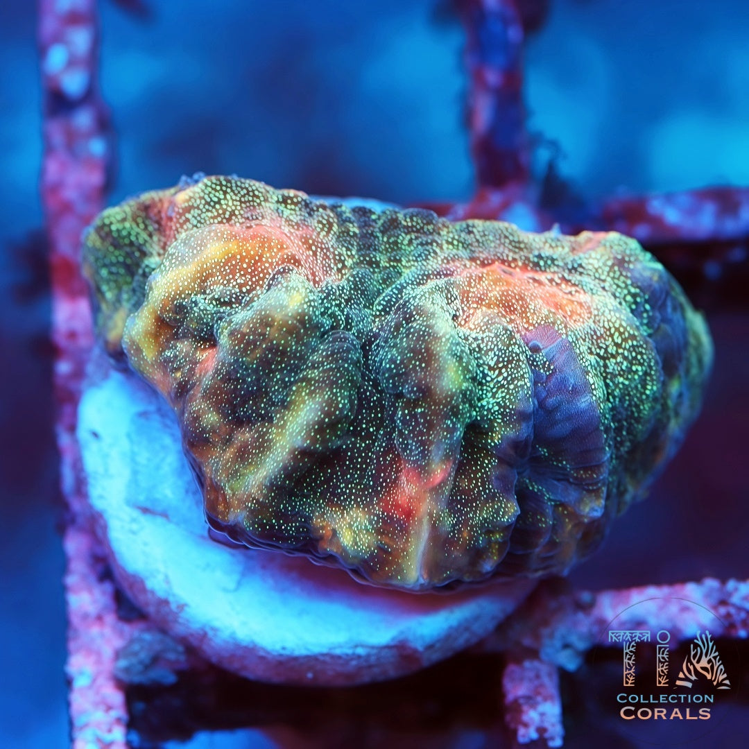 Cáliz de vals del pavo real