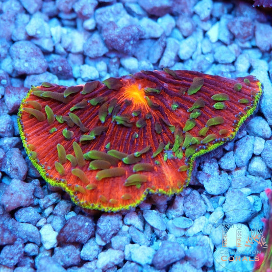 Orange Glo Diaseris Plate