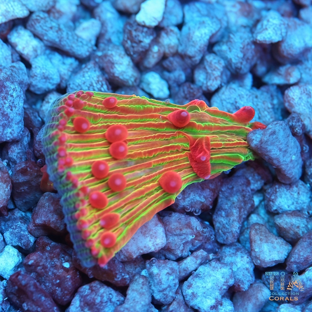 Placa de la diáseris del infierno