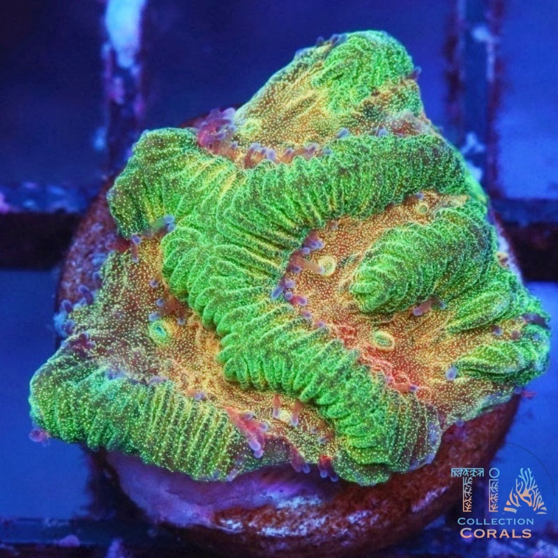 Orange Platygyra, LPS coral